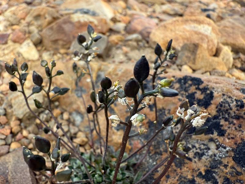 Draba micropetala