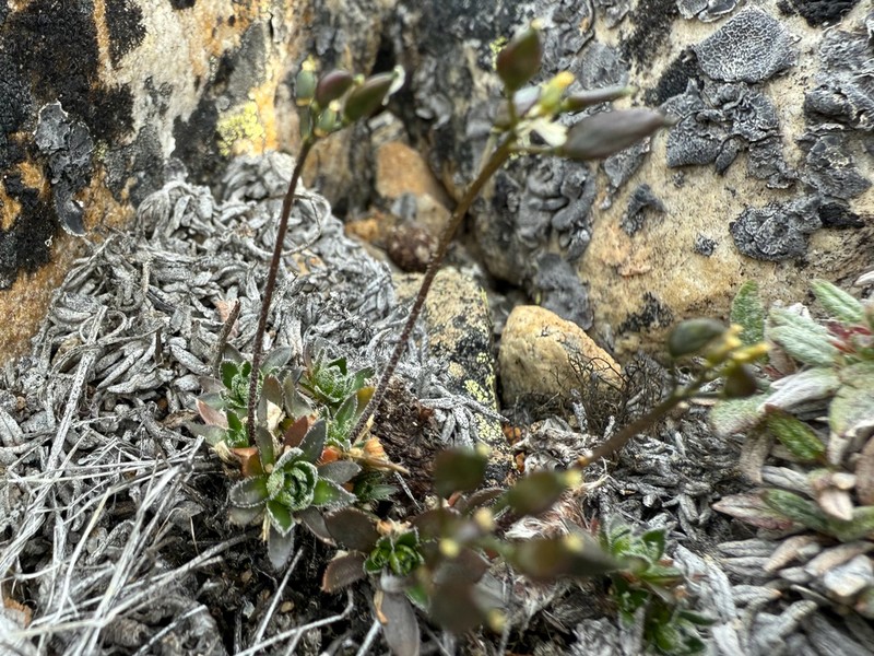 Draba micropetala photo 2