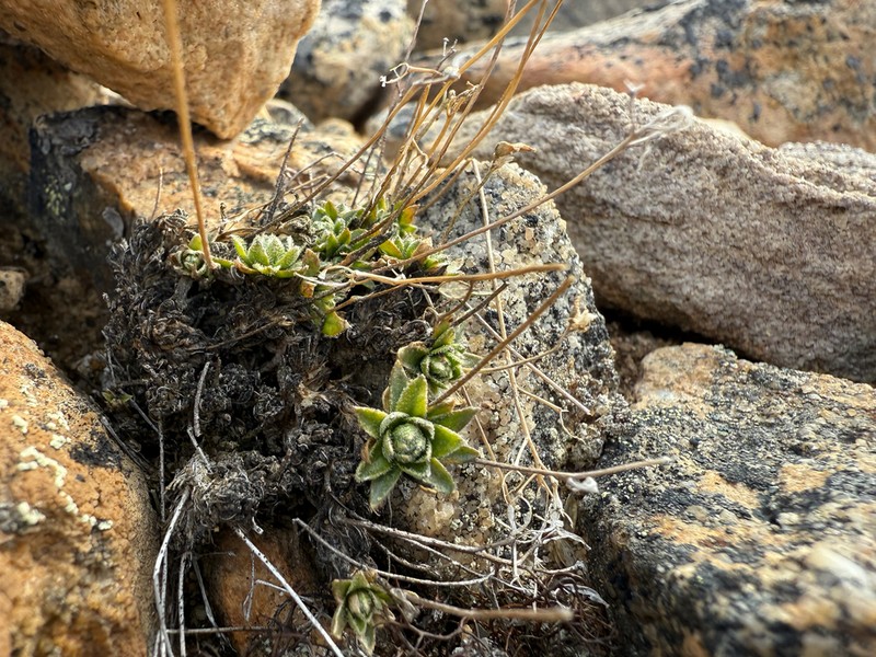 Draba micropetala photo 3