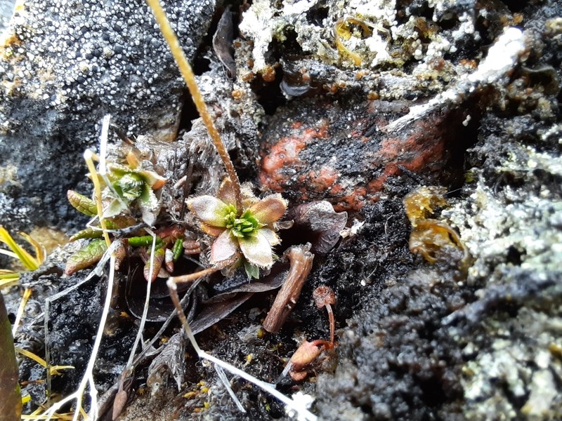 Draba micropetala photo 4