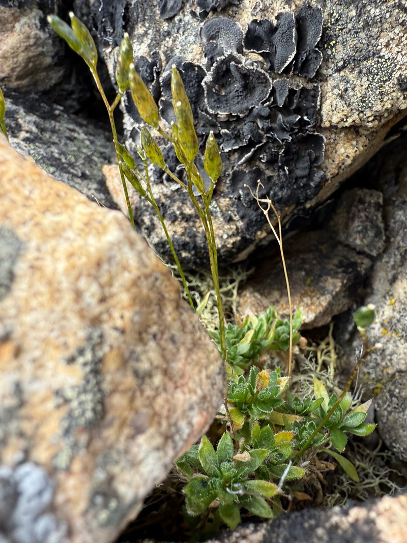 Draba micropetala photo 5