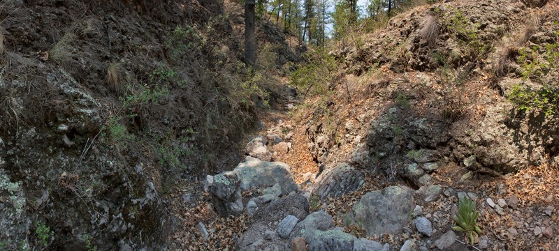 Mogollon Mountain Draba