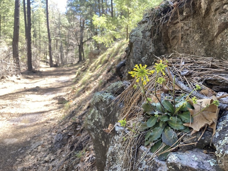 Mogollon Mountain Draba