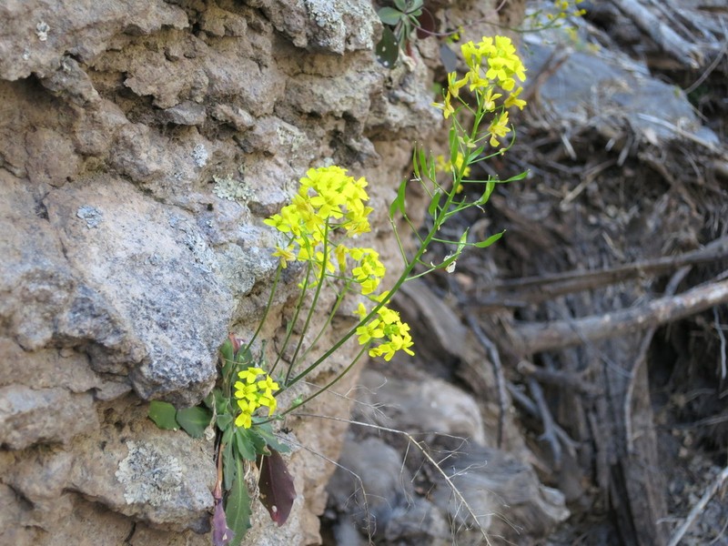 Mogollon Mountain Draba photo 2