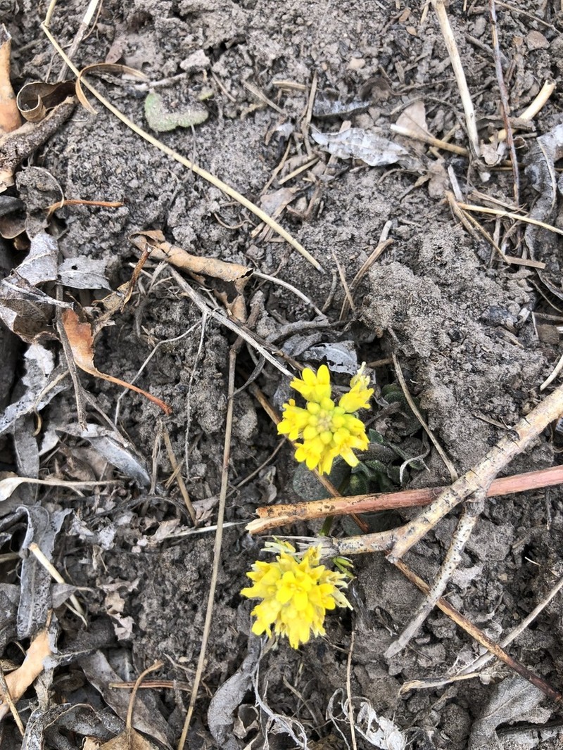 Mogollon Mountain Draba photo 3