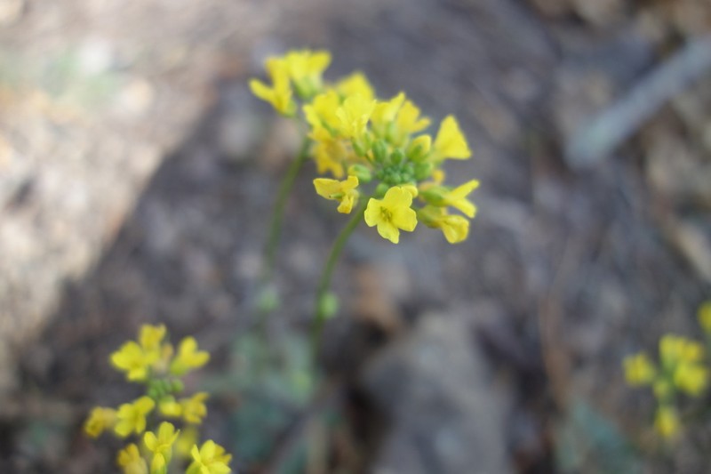Mogollon Mountain Draba photo 4