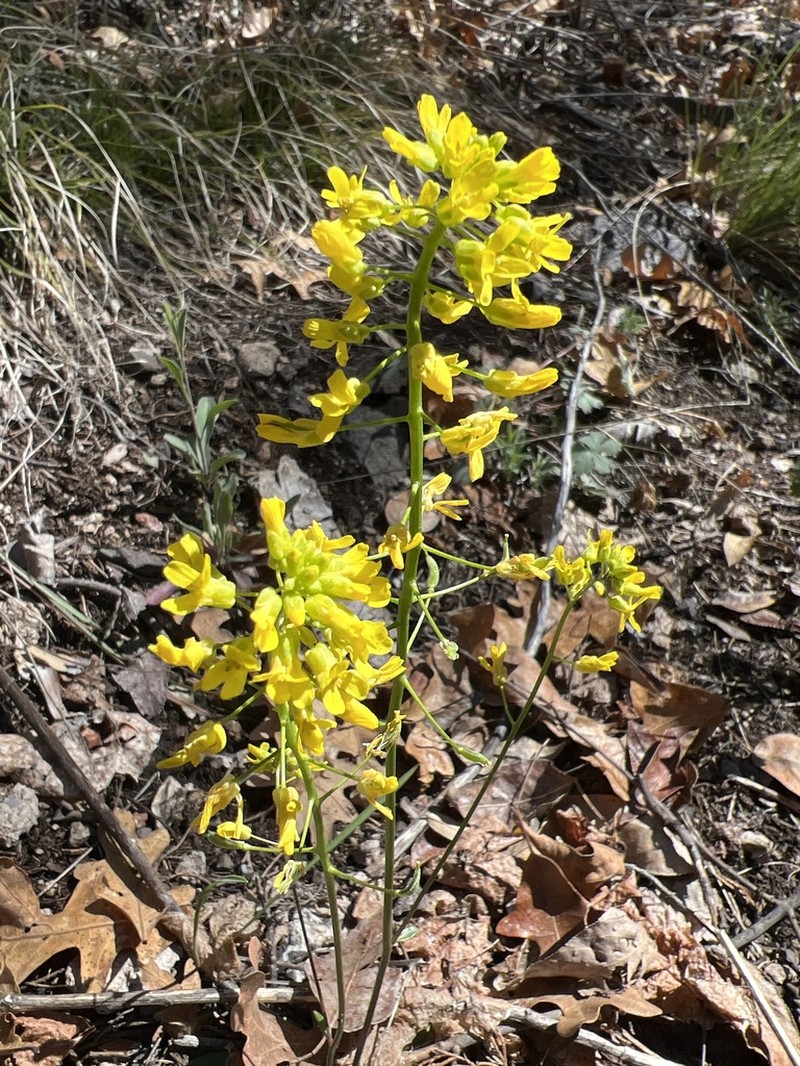 Mogollon Mountain Draba photo 5