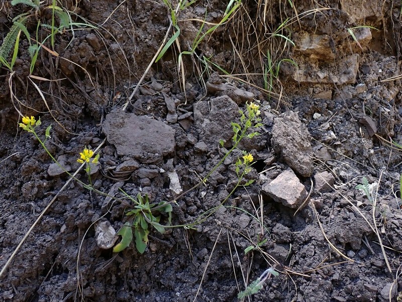 Mogollon Mountain Draba photo 6