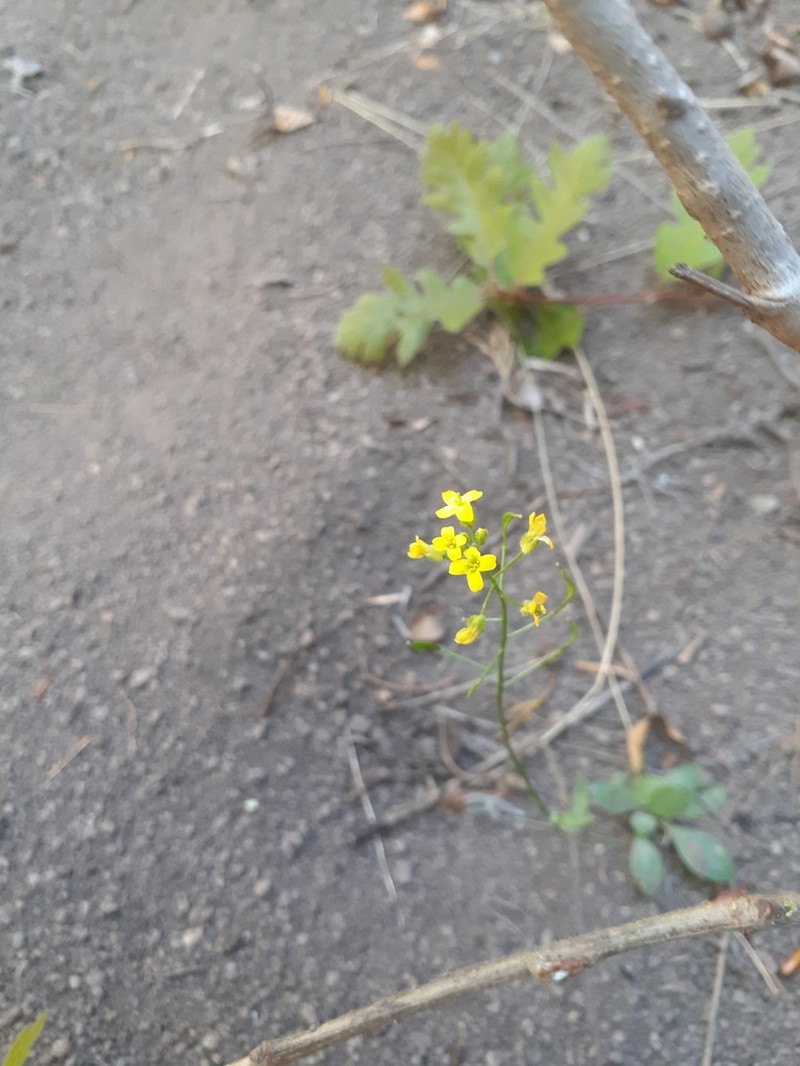 Mogollon Mountain Draba photo 7