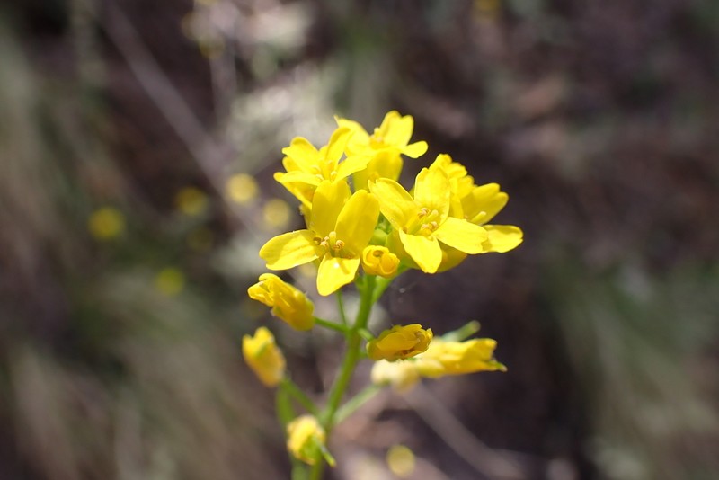 Mogollon Mountain Draba photo 8