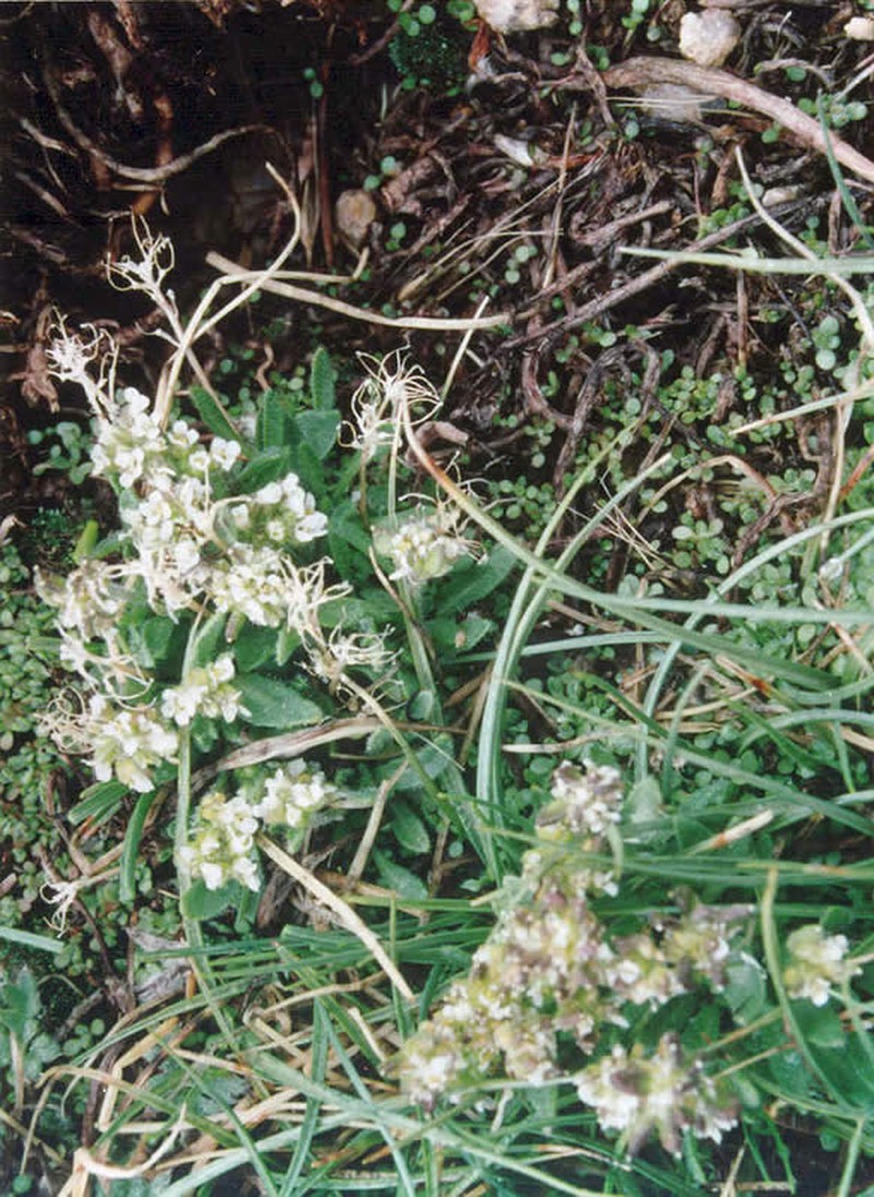 Mono Draba