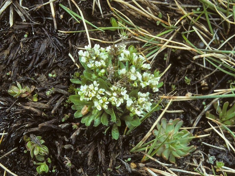 Mono Draba