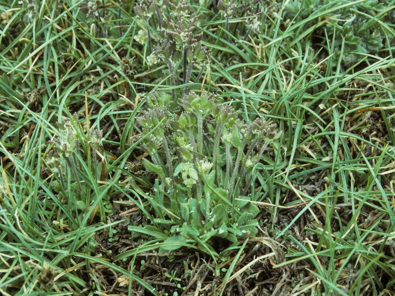 Mono Draba photo 2