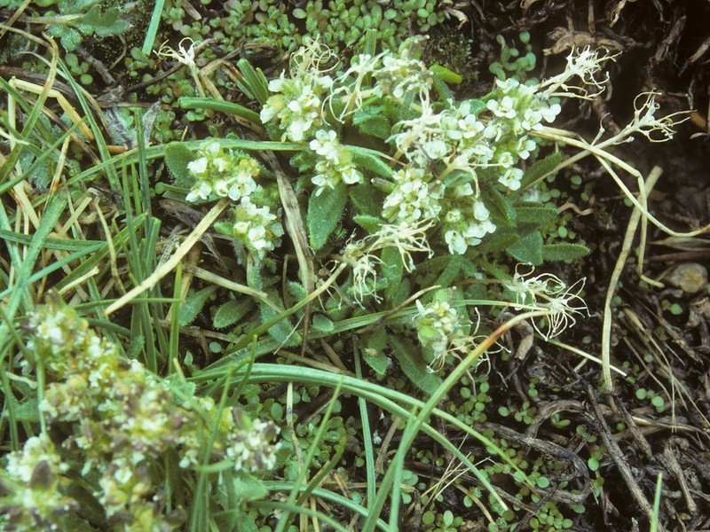 Mono Draba photo 3