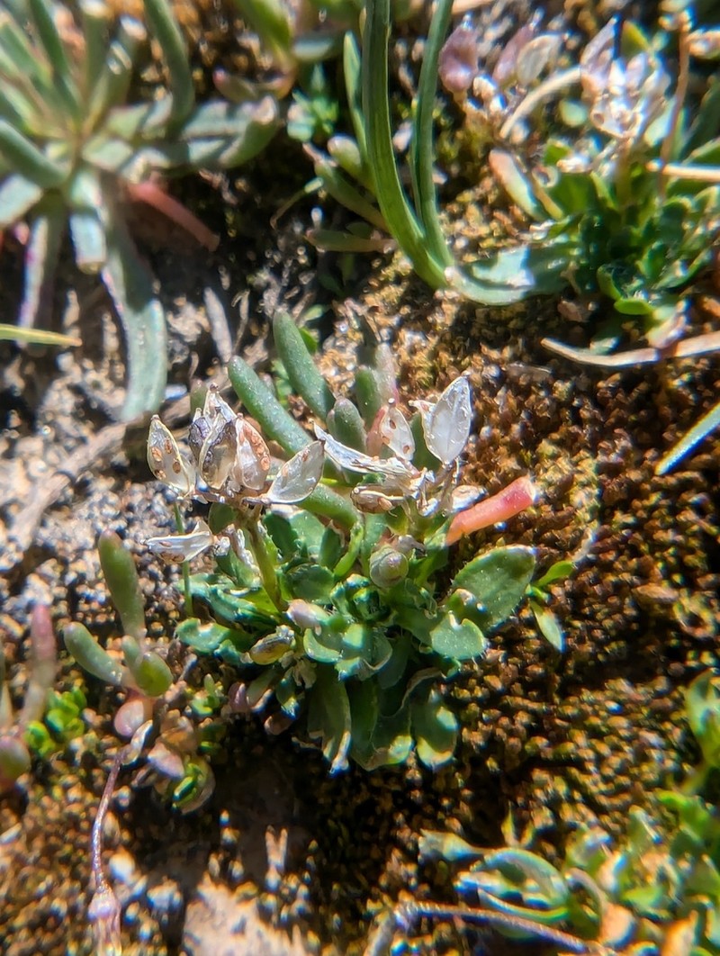 Mono Draba photo 4