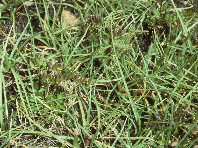 Mono Draba photo 5
