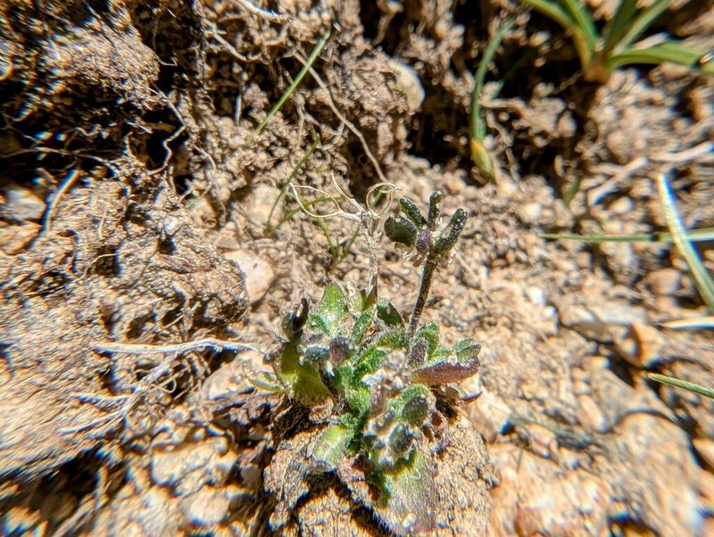 Mono Draba photo 6