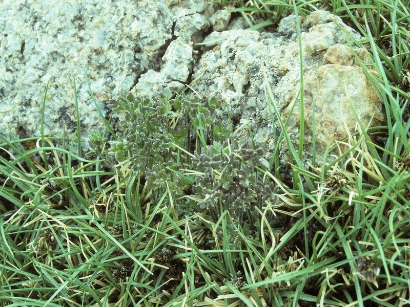 Mono Draba photo 7