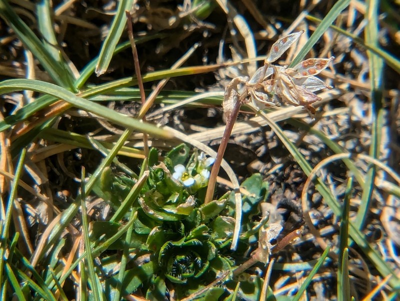 Mono Draba photo 8