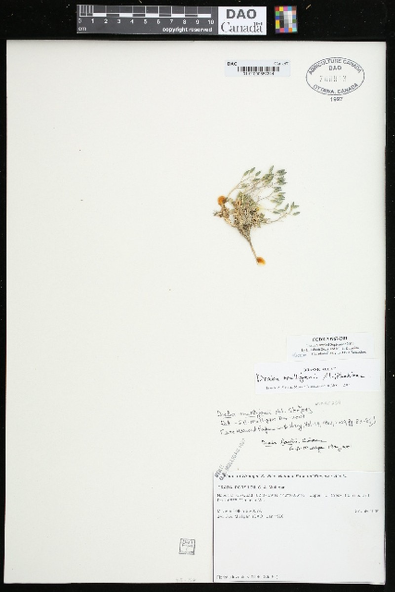 Draba mulliganii