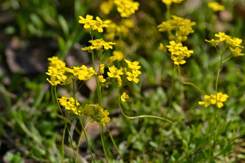 Woodland Draba