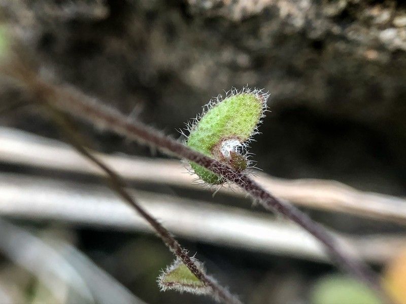 Woodland Draba