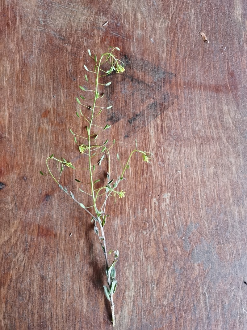 Woodland Draba photo 3