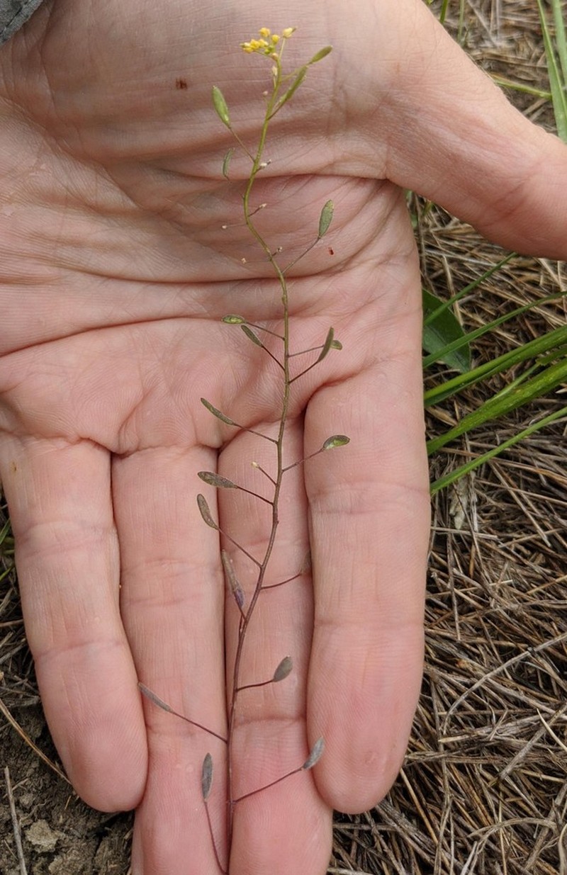 Woodland Draba photo 4