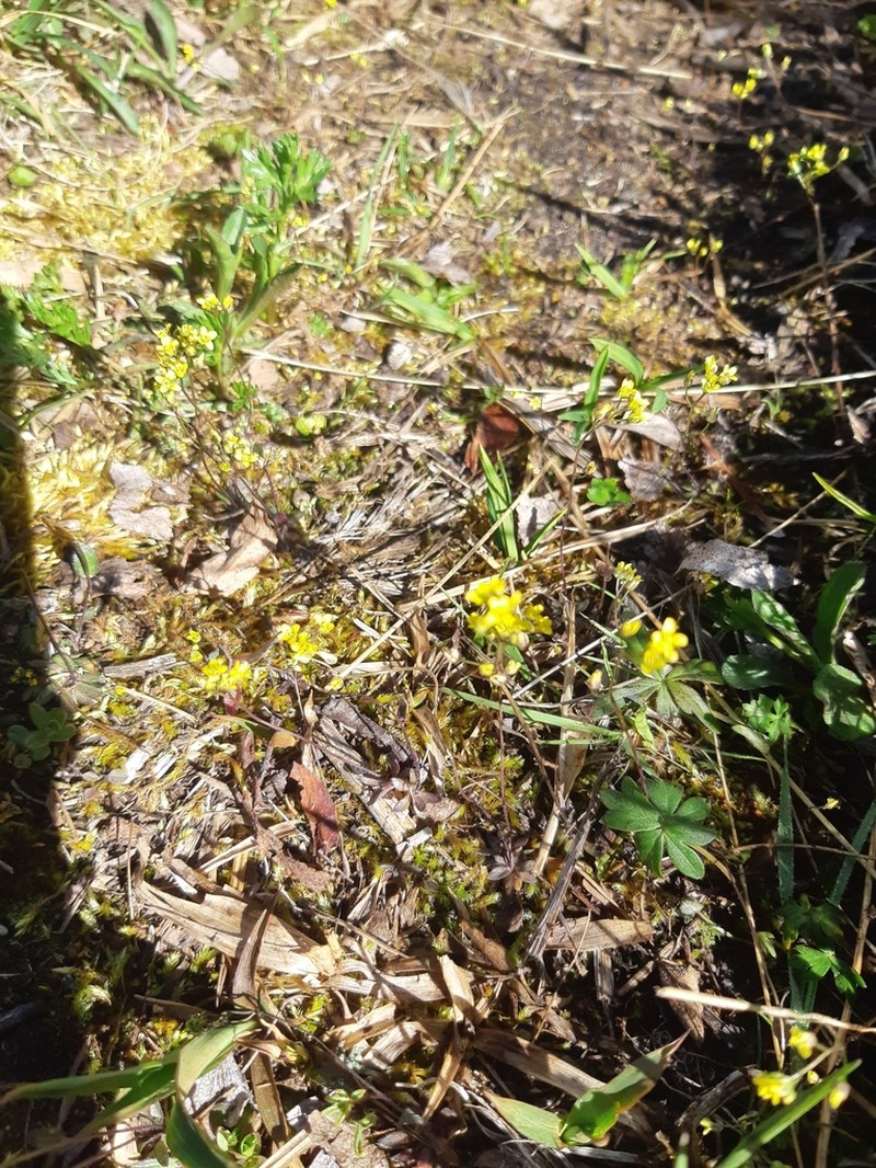 Woodland Draba photo 5