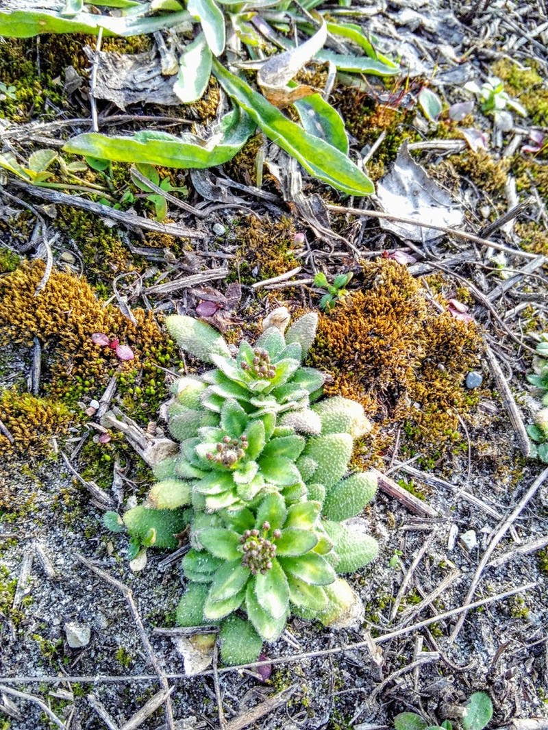 Woodland Draba photo 6