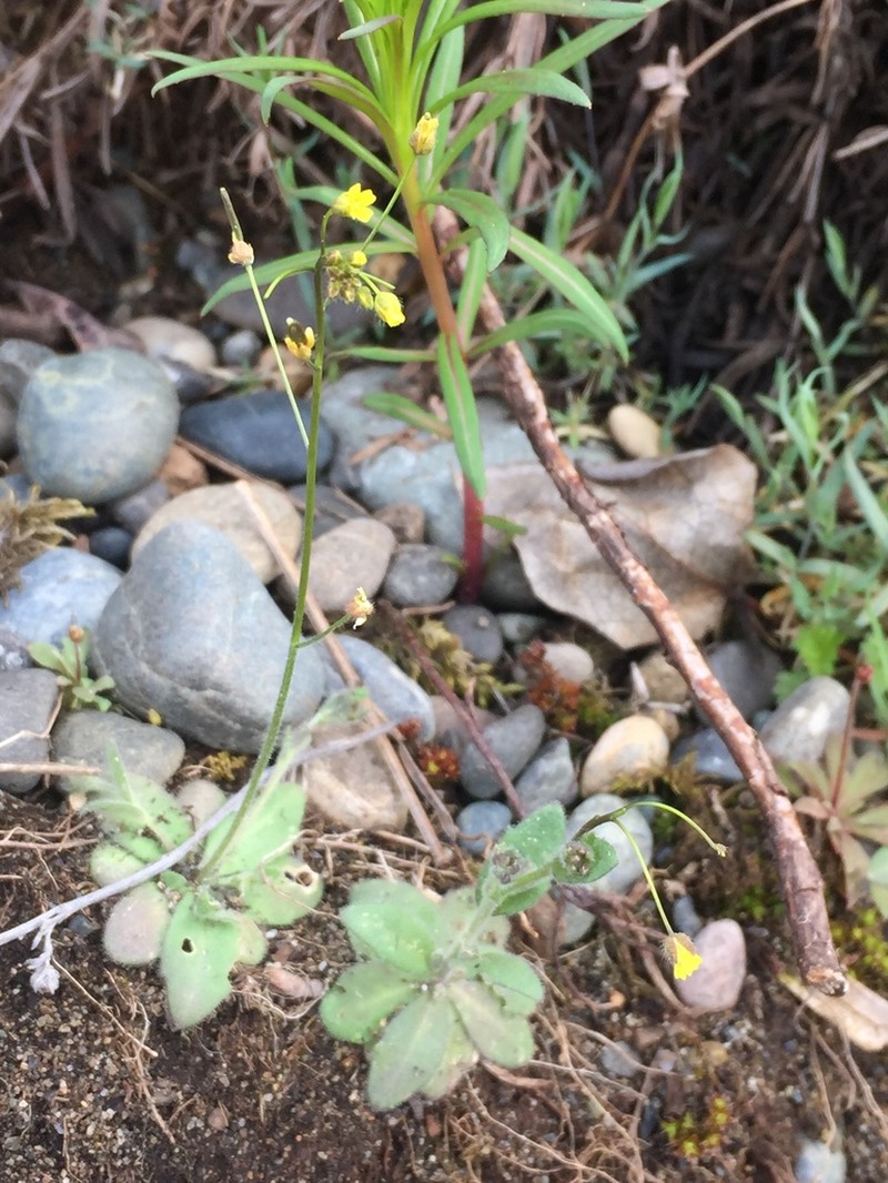 Woodland Draba photo 7