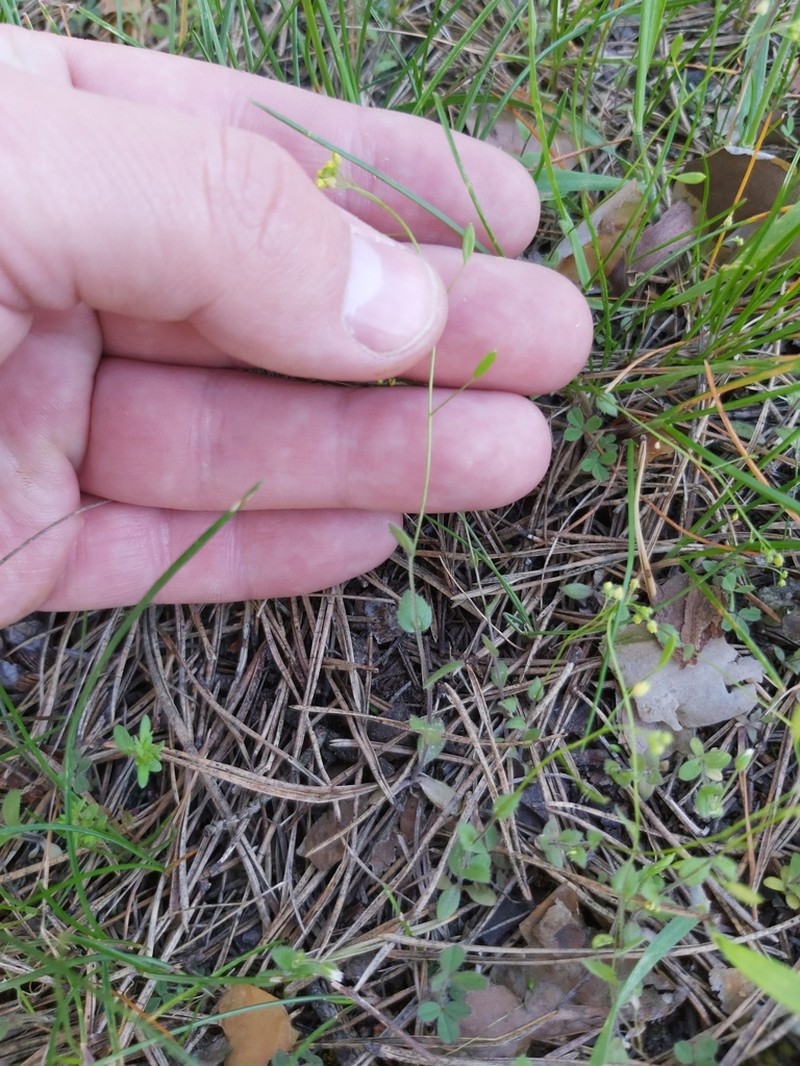 Woodland Draba photo 8