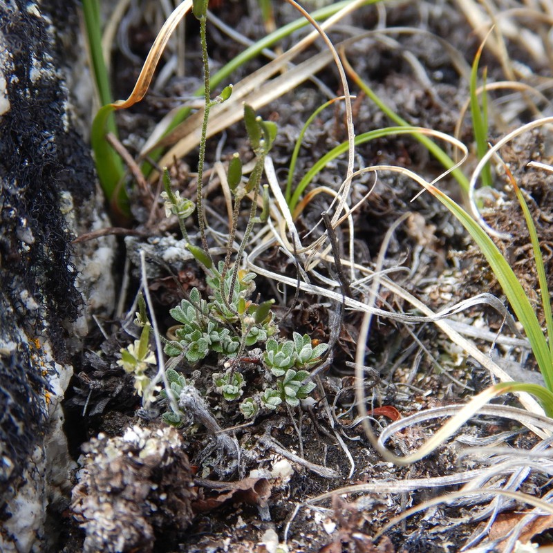 Yellow Arctic Draba