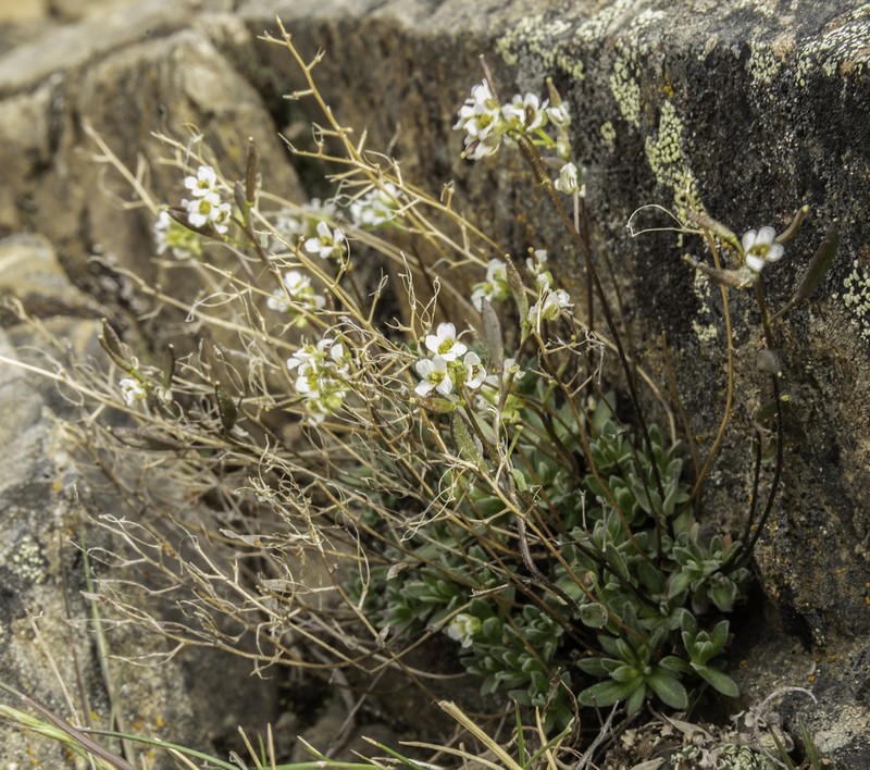 Yellow Arctic Draba photo 2