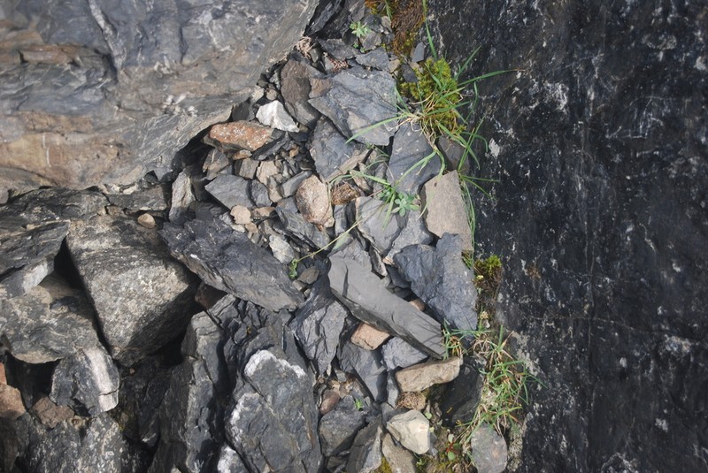 Yellow Arctic Draba photo 3