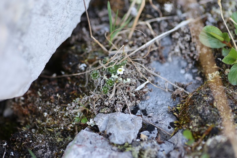 Yellow Arctic Draba photo 4