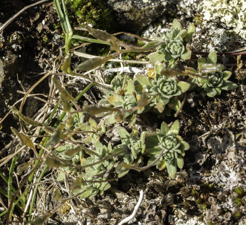 Yellow Arctic Draba photo 5