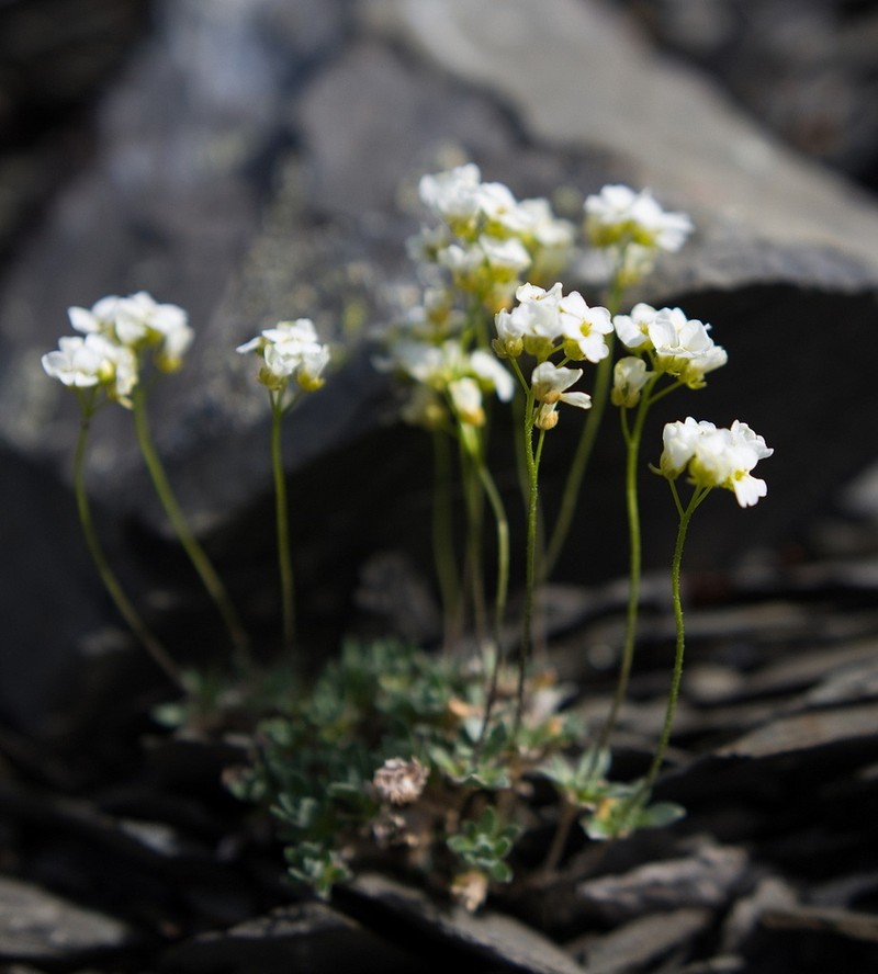 Yellow Arctic Draba photo 6
