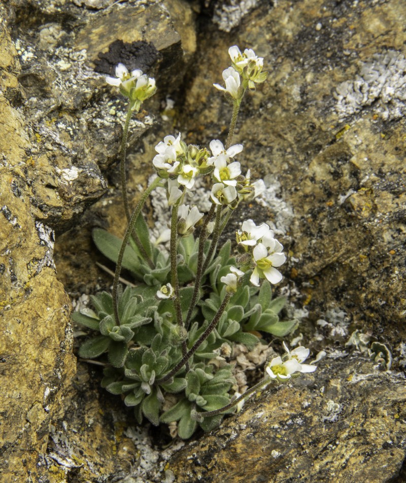 Yellow Arctic Draba photo 7