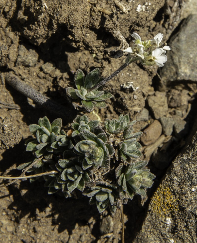 Yellow Arctic Draba photo 8