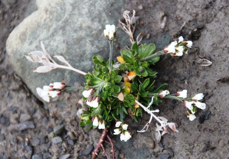 Norwegian Draba
