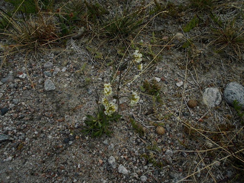 Norwegian Draba