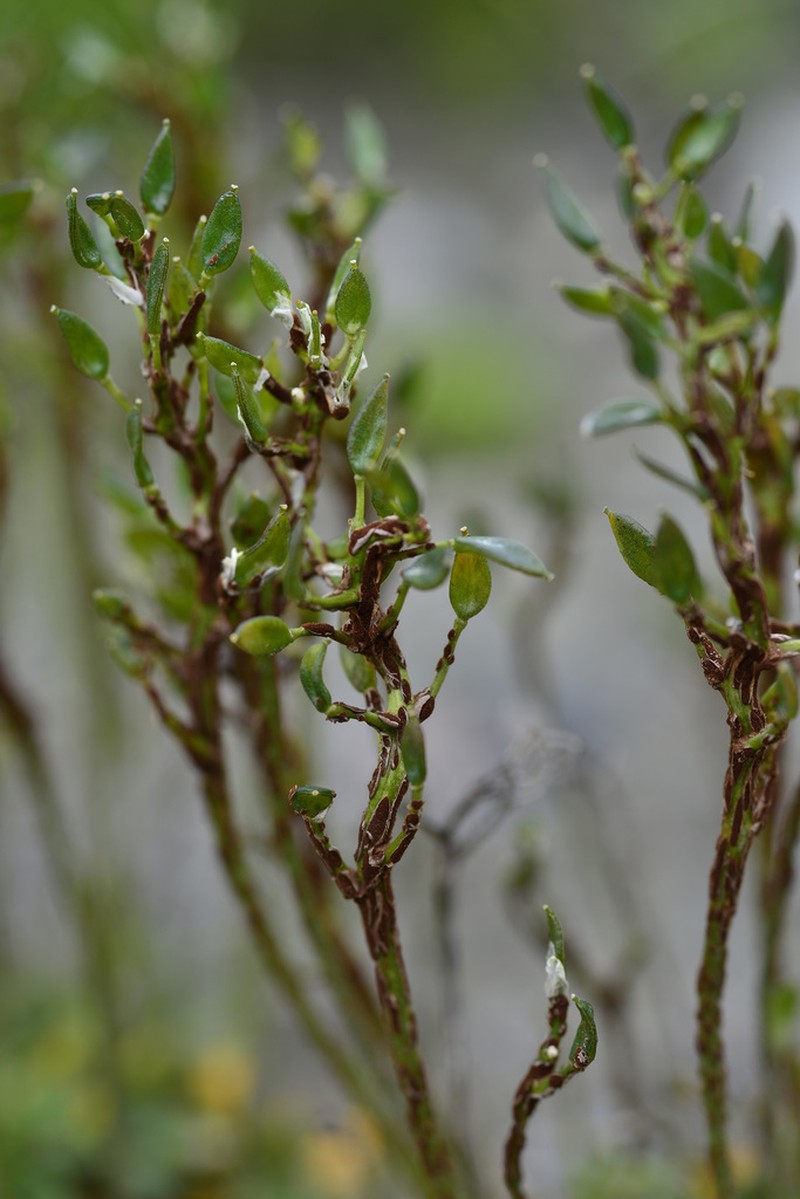 Norwegian Draba photo 2