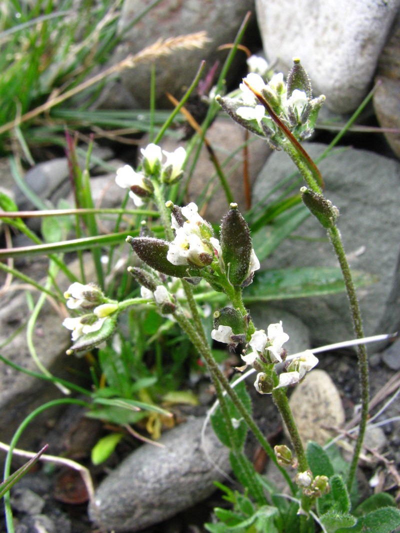 Norwegian Draba photo 3