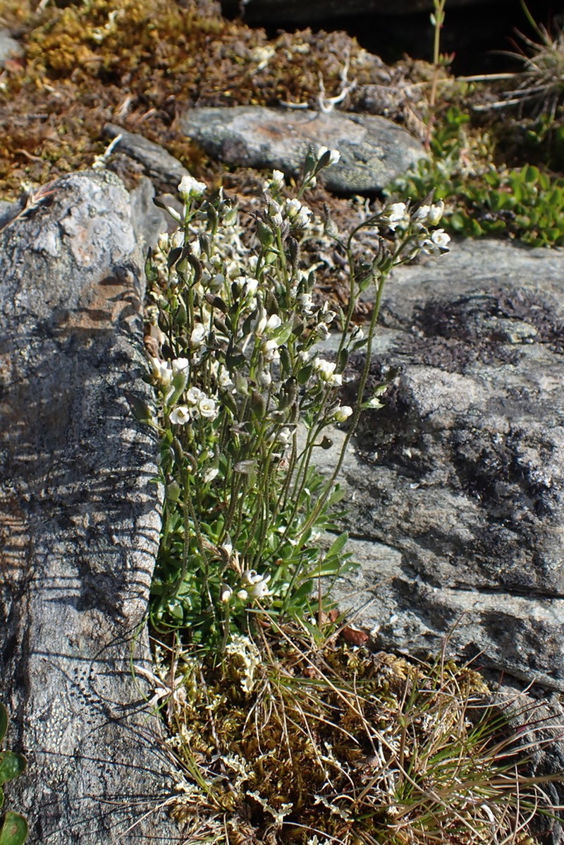 Norwegian Draba photo 4