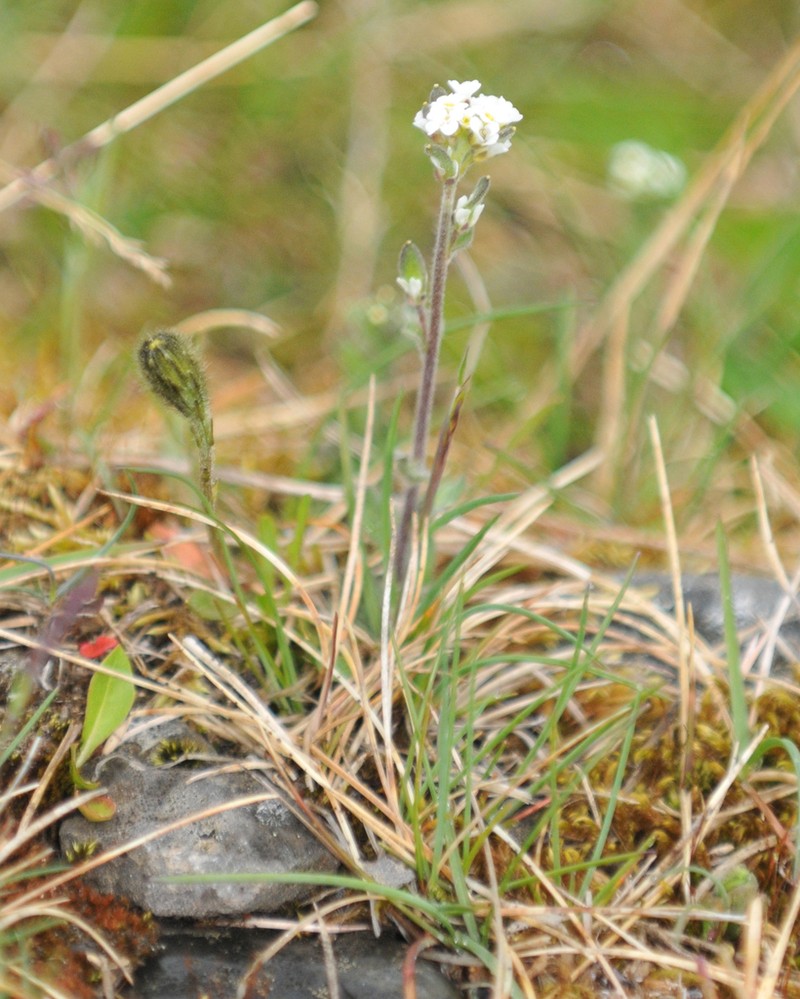 Norwegian Draba photo 5