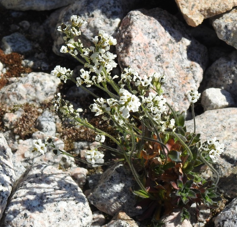 Norwegian Draba photo 6