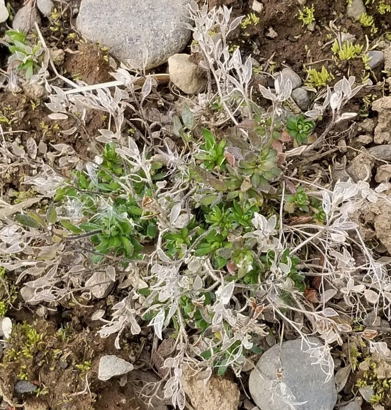 Norwegian Draba photo 7