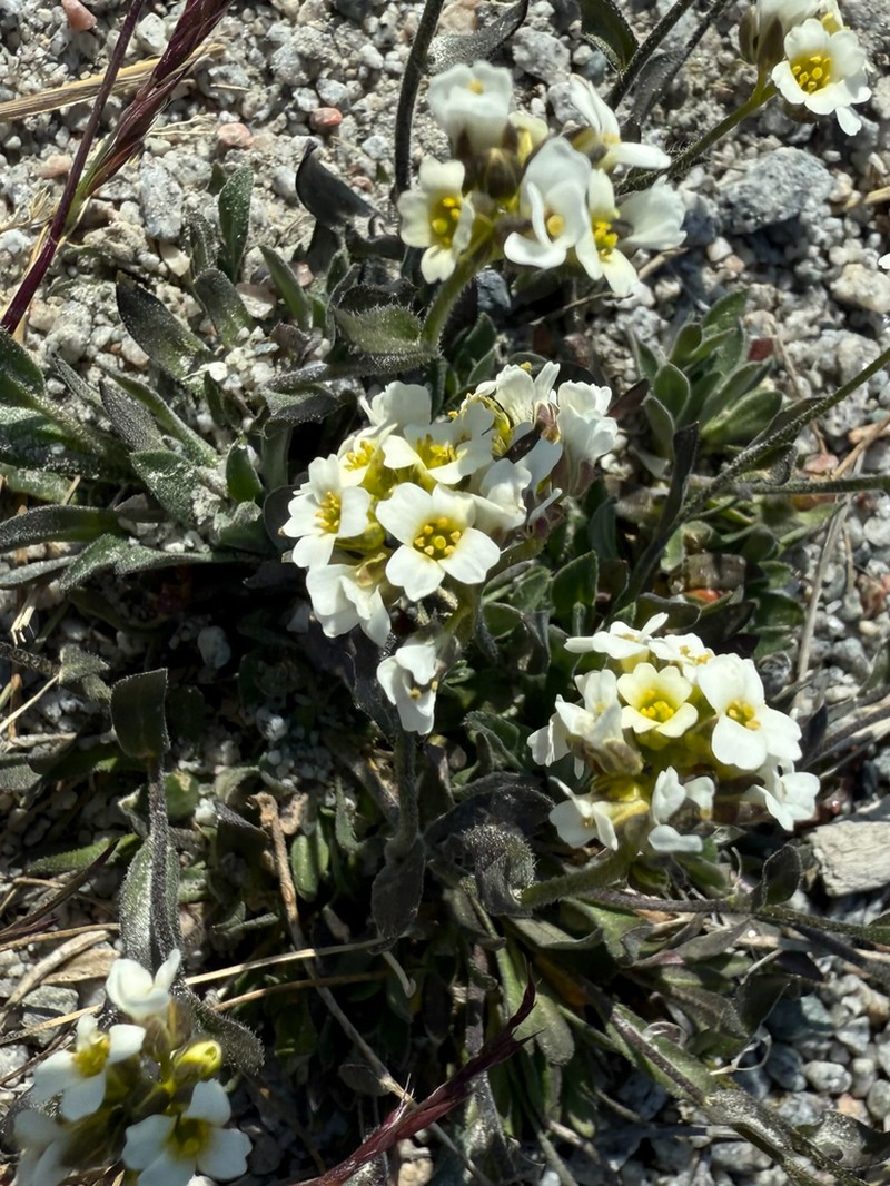 Norwegian Draba photo 8