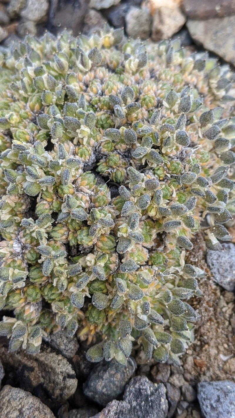 Draba novolympica
